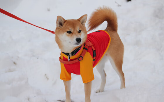 “史诗对决：东部决赛焦点战，球迷热议不断”，东部决赛队伍