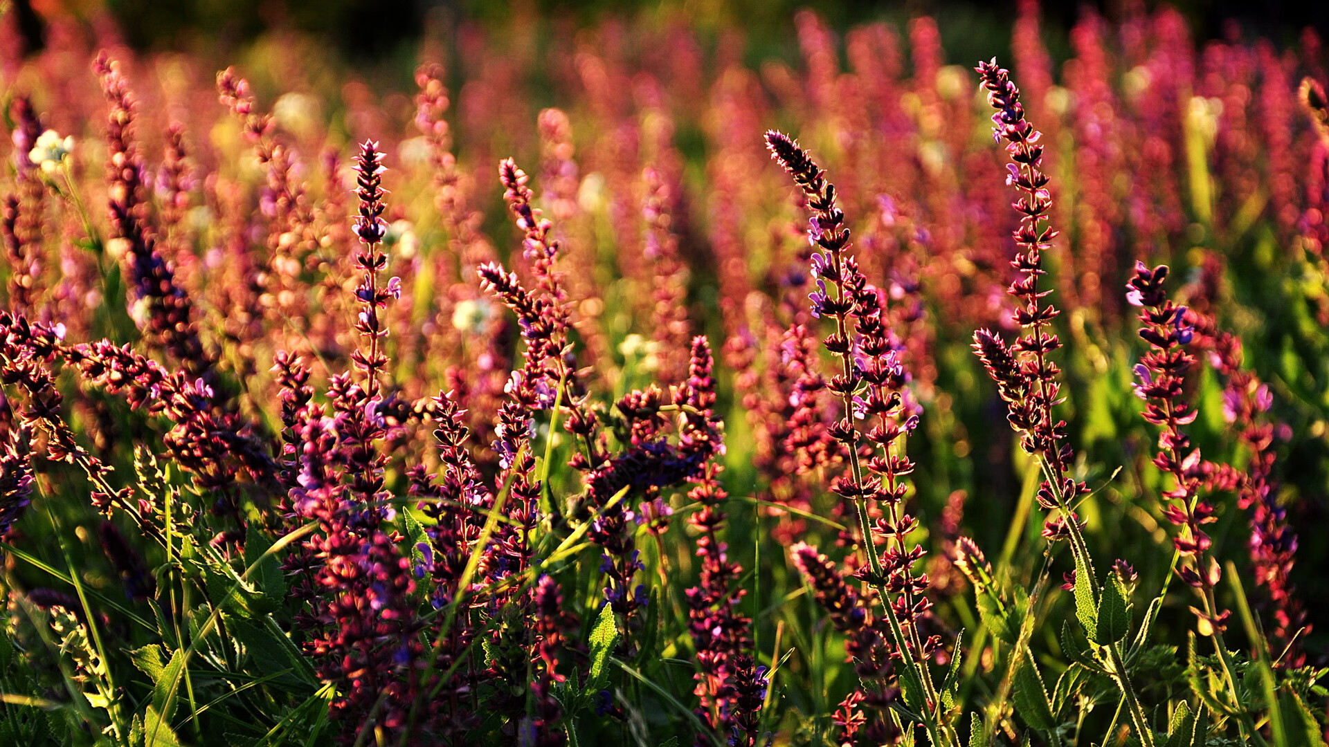 “青训基地正式开工建设，未来专业训练中心崭露头角”，青训营全称