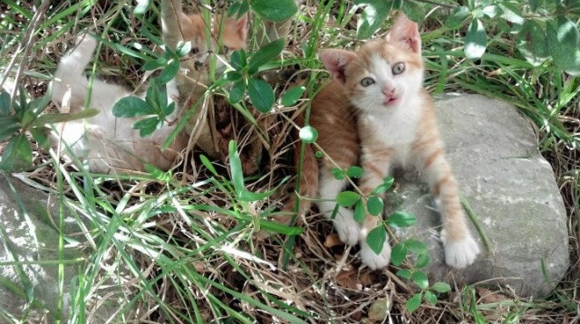 “逆境突围!强队在关键比赛中扭转乾坤”,逆境突围的意思