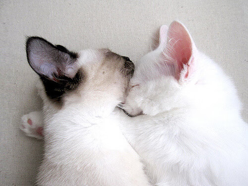 心跳对决：在关键比赛中决胜的瞬间，挑战心跳