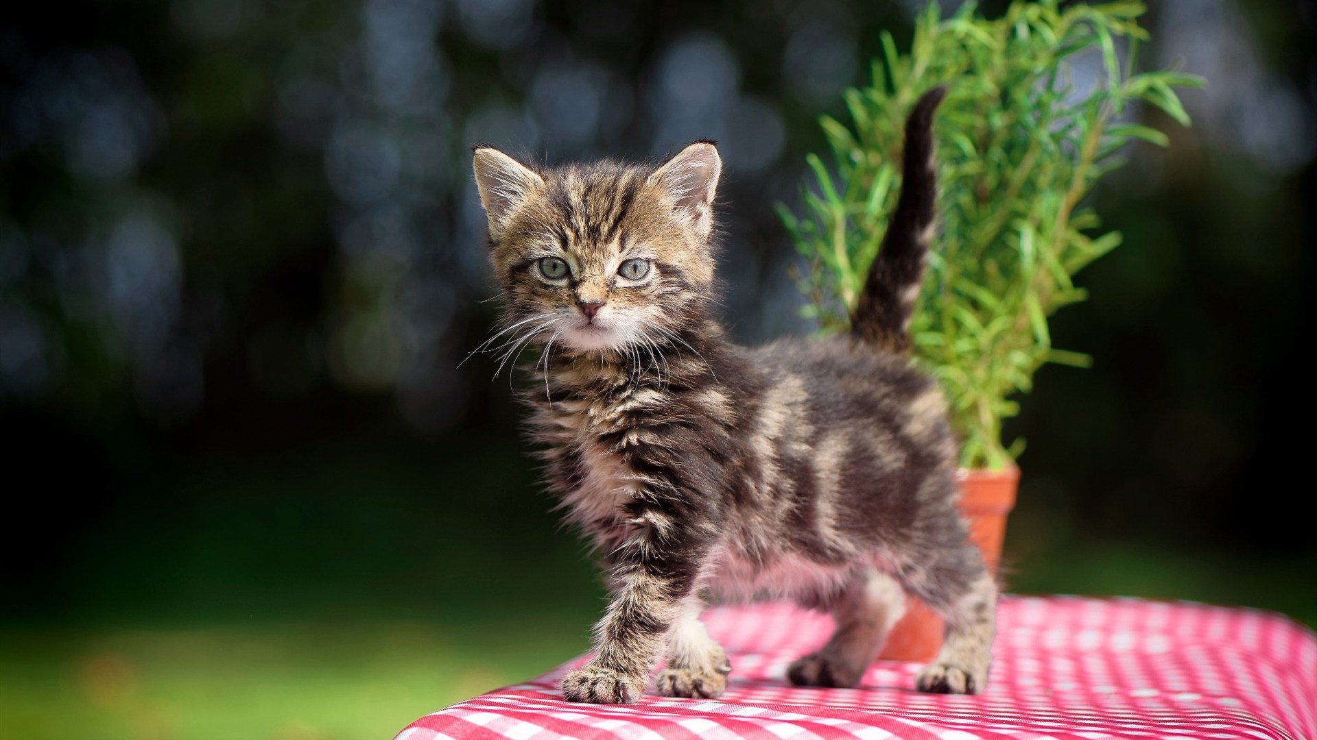 开云体育下载官网-“德甲强队调整战术，迎接赛季冲刺”，德甲晋级