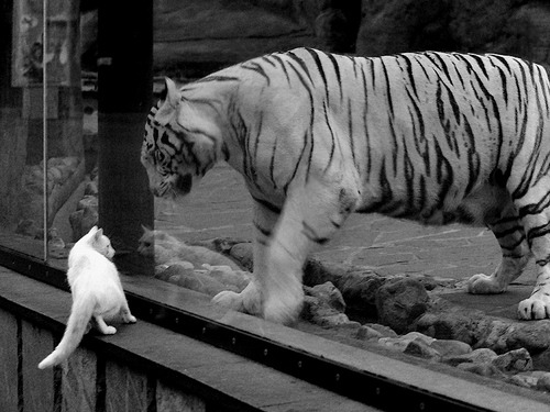 奥尔莫在欧洲杯中获得银靴奖,奥尔莫集锦